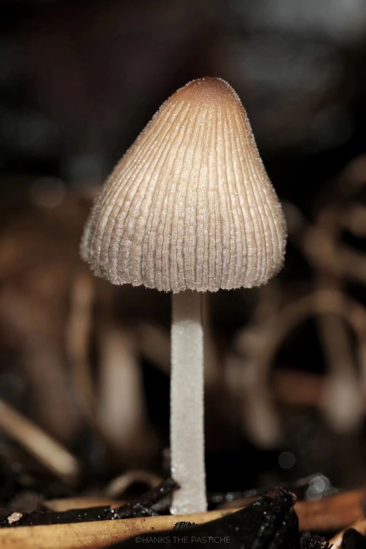 mushroomimage